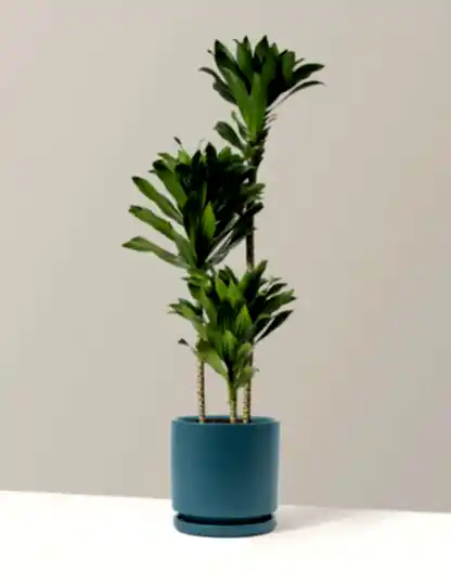 Large Dracaena Compacta Cane