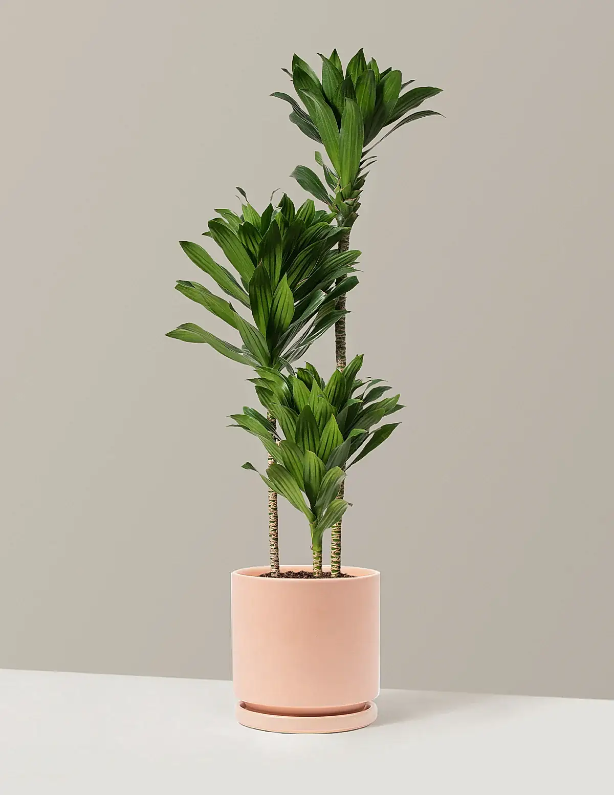 Large Dracaena Compacta Cane