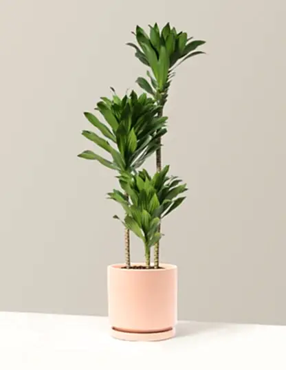 Large Dracaena Compacta Cane