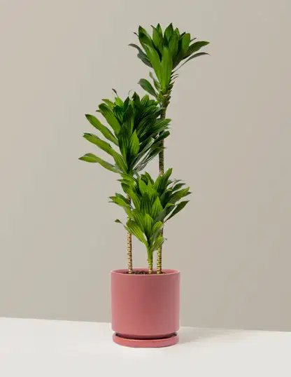 Large Dracaena Compacta Cane