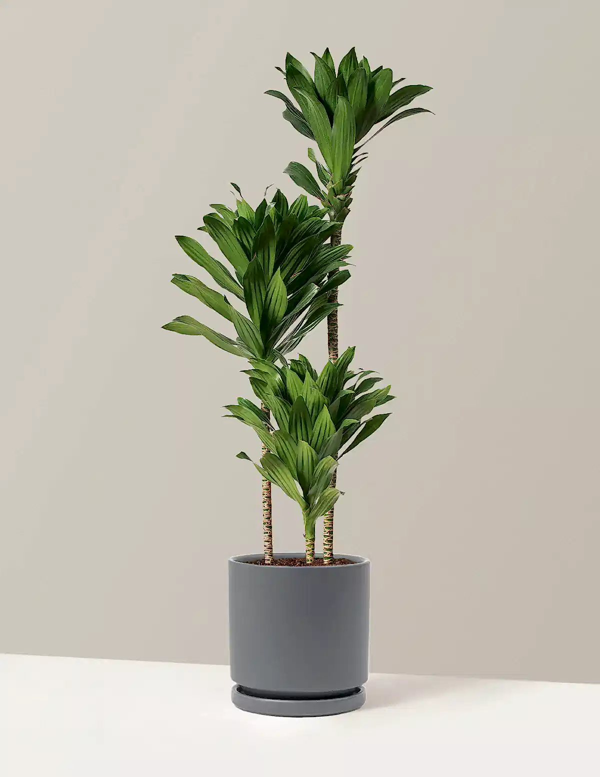 Large Dracaena Compacta Cane