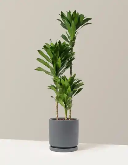 Large Dracaena Compacta Cane