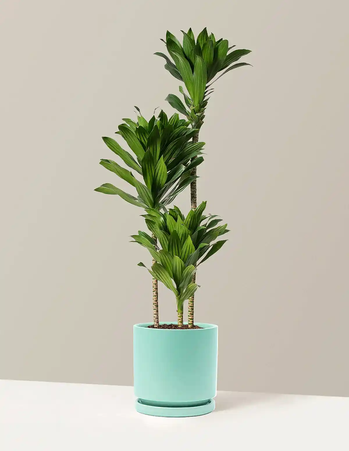 Large Dracaena Compacta Cane