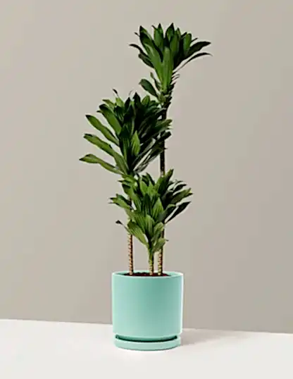 Large Dracaena Compacta Cane
