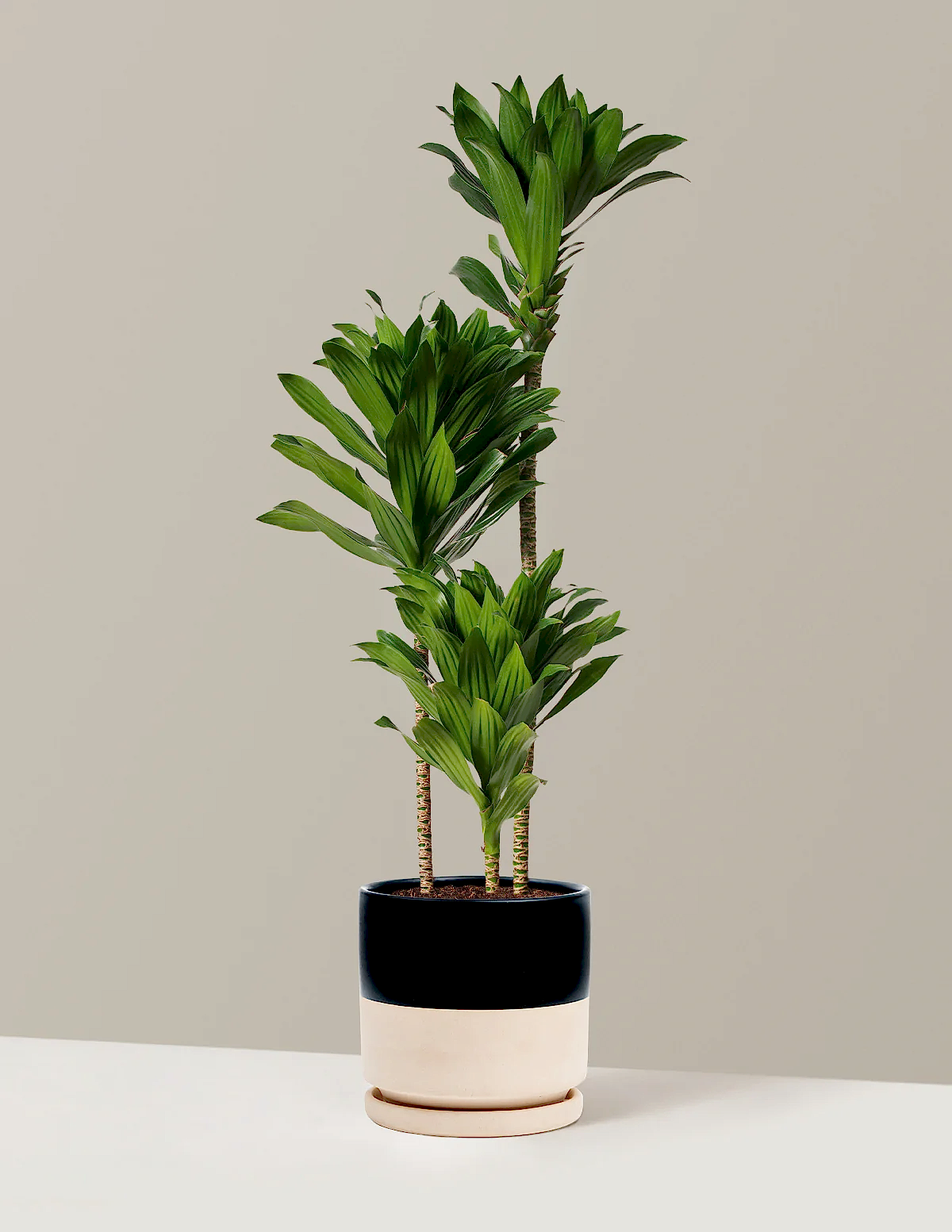 Large Dracaena Compacta Cane