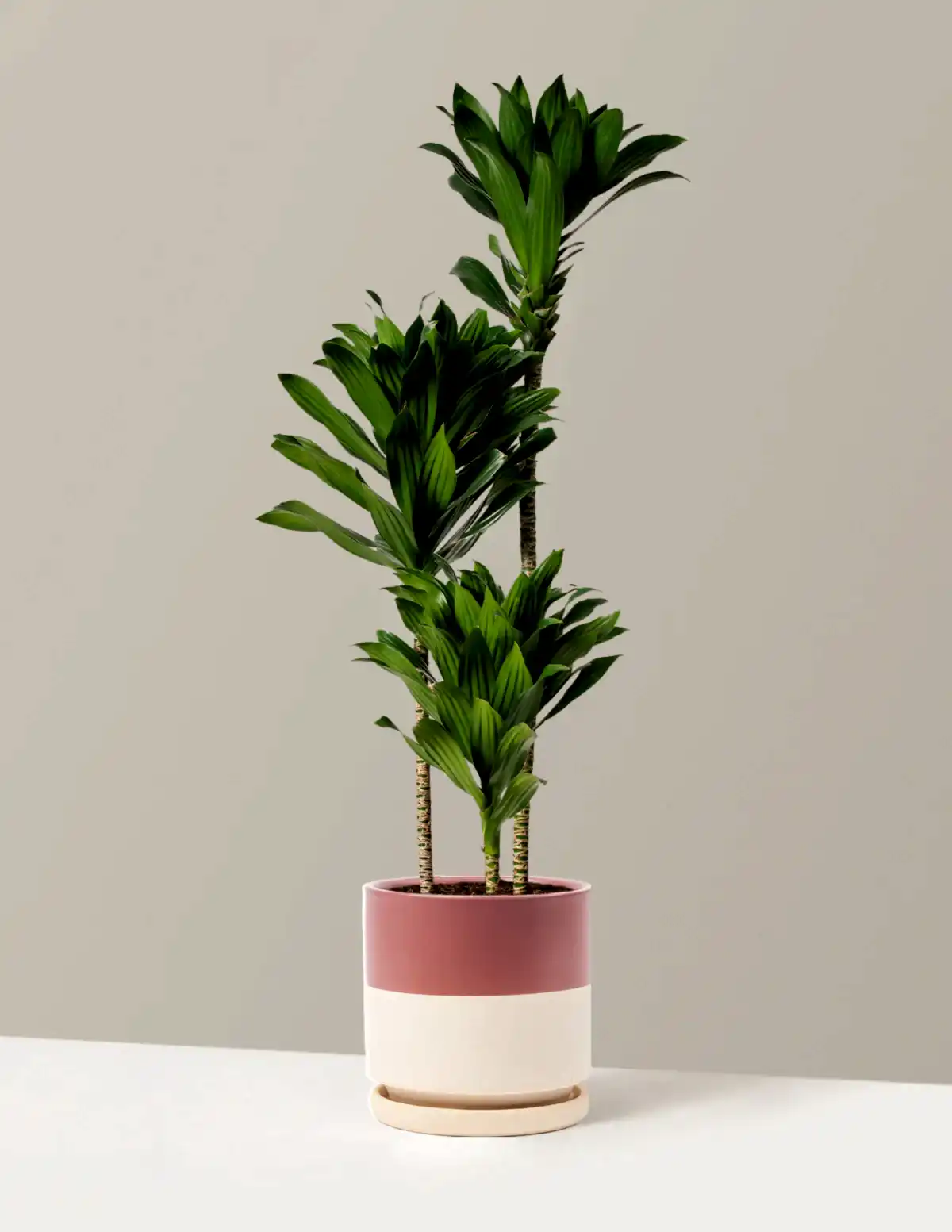 Large Dracaena Compacta Cane