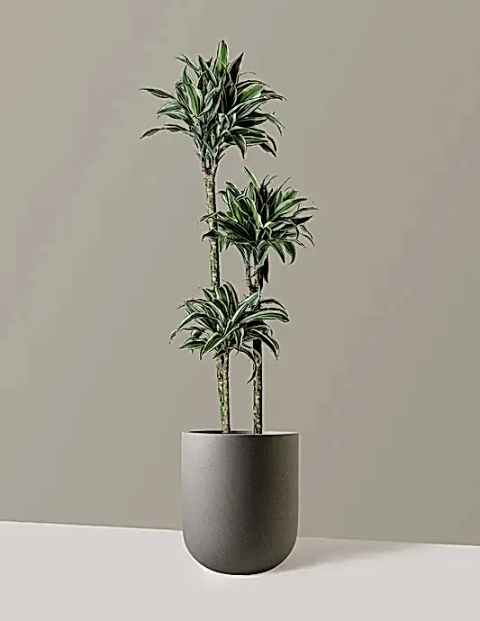 Large Dracaena Warneckii White Jewel