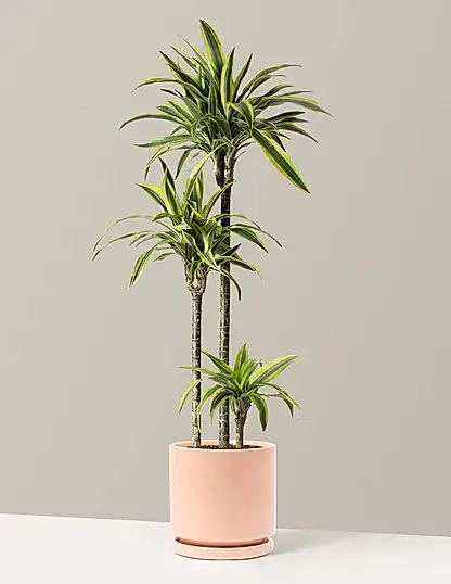 Large Dracaena Lemon Lime