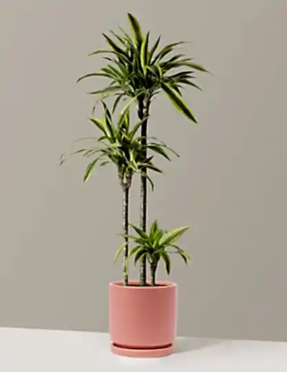 Large Dracaena Lemon Lime