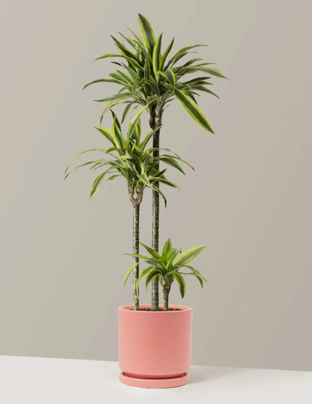 Large Dracaena Lemon Lime