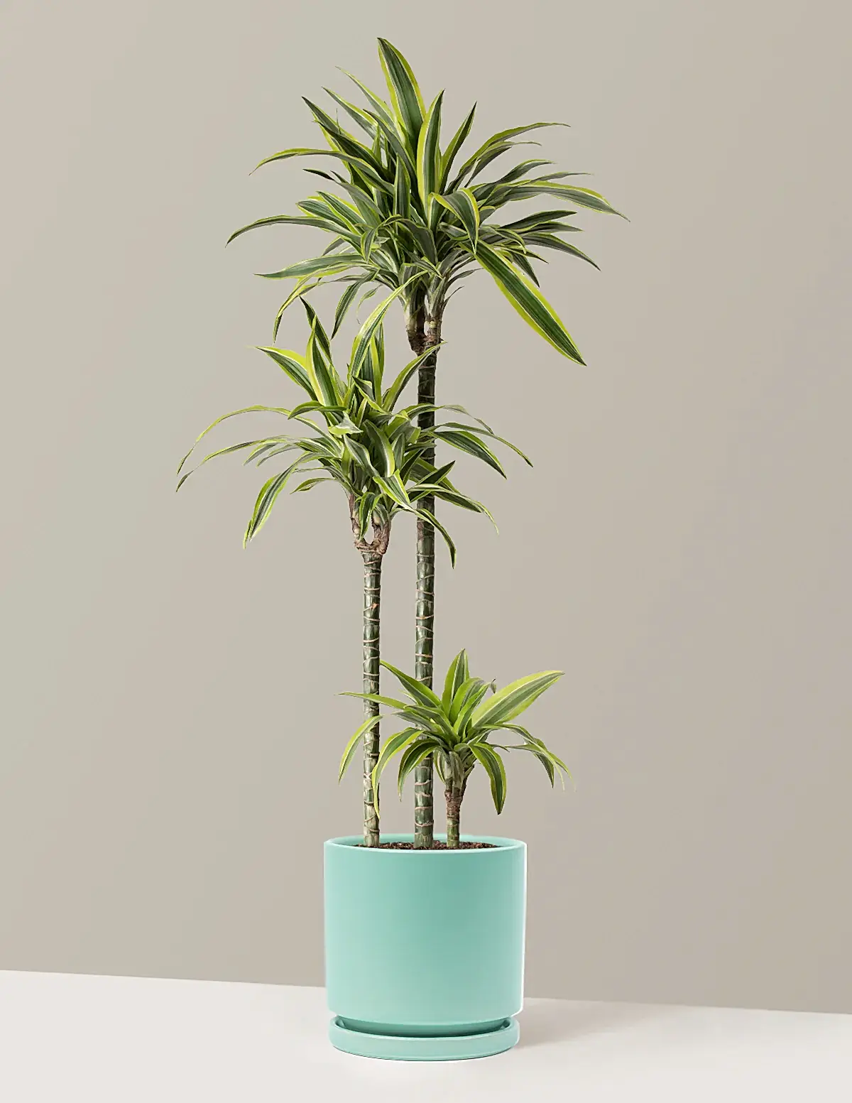 Large Dracaena Lemon Lime
