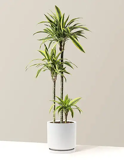 Large Dracaena Lemon Lime