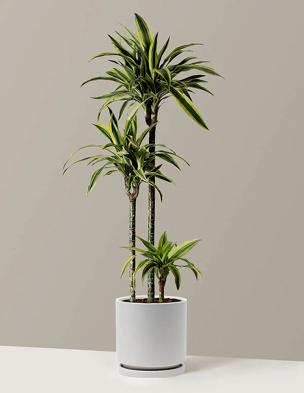 Large Dracaena Lemon Lime