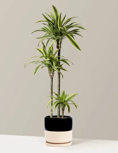 Large Dracaena Lemon Lime