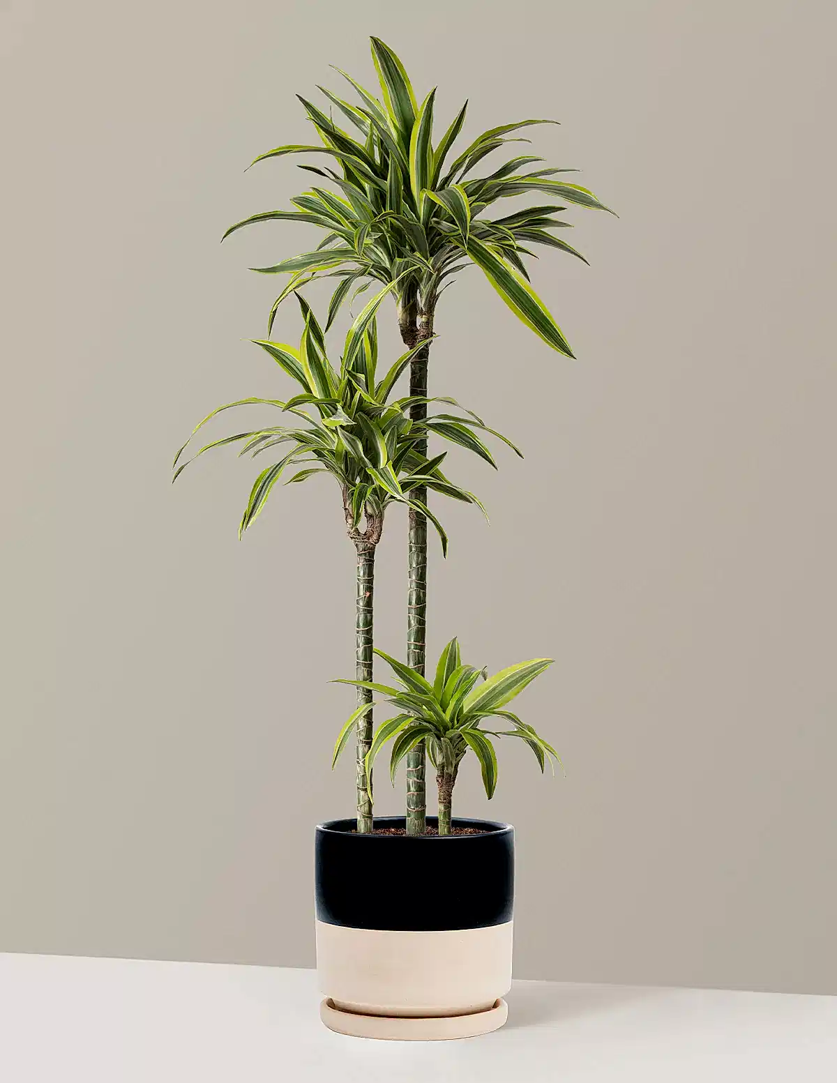 Large Dracaena Lemon Lime