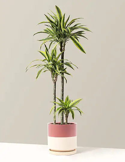 Large Dracaena Lemon Lime