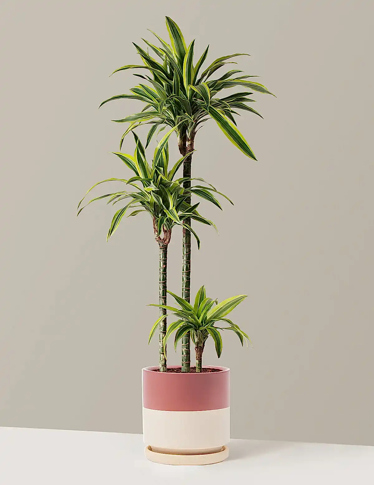 Large Dracaena Lemon Lime