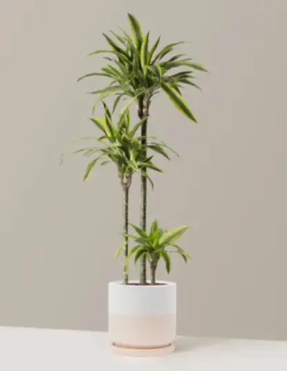 Large Dracaena Lemon Lime