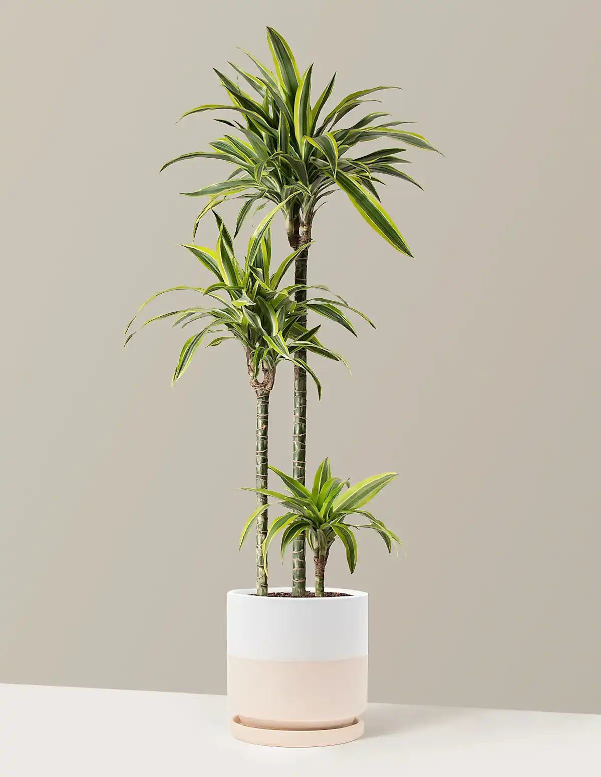 Large Dracaena Lemon Lime