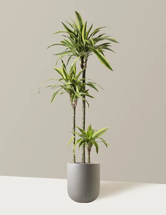 Large Dracaena Lemon Lime