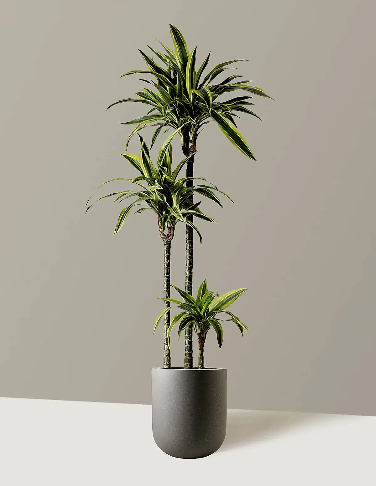 Large Dracaena Lemon Lime