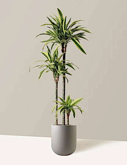 Large Dracaena Lemon Lime