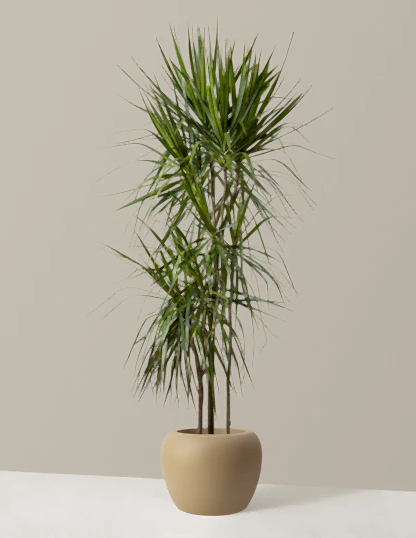Large Helena Planter