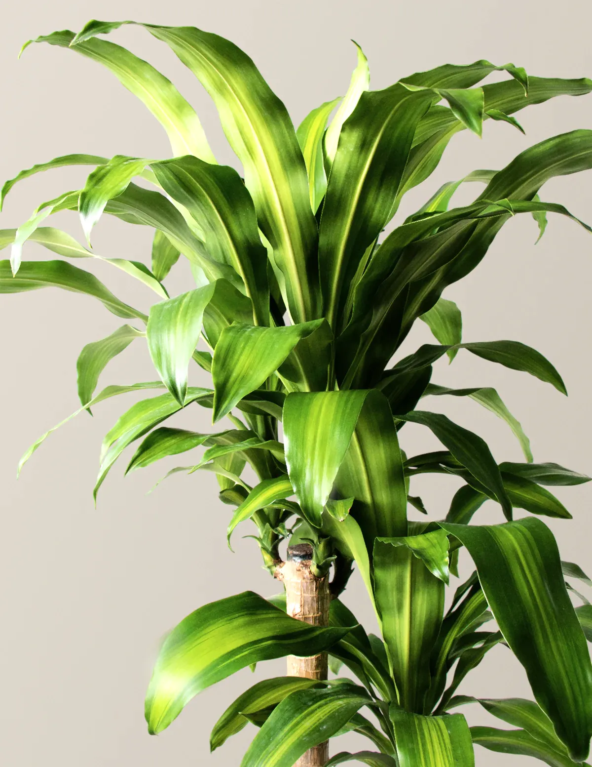 Large Dracaena Mass Cane