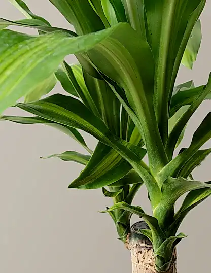 Large Dracaena Mass Cane