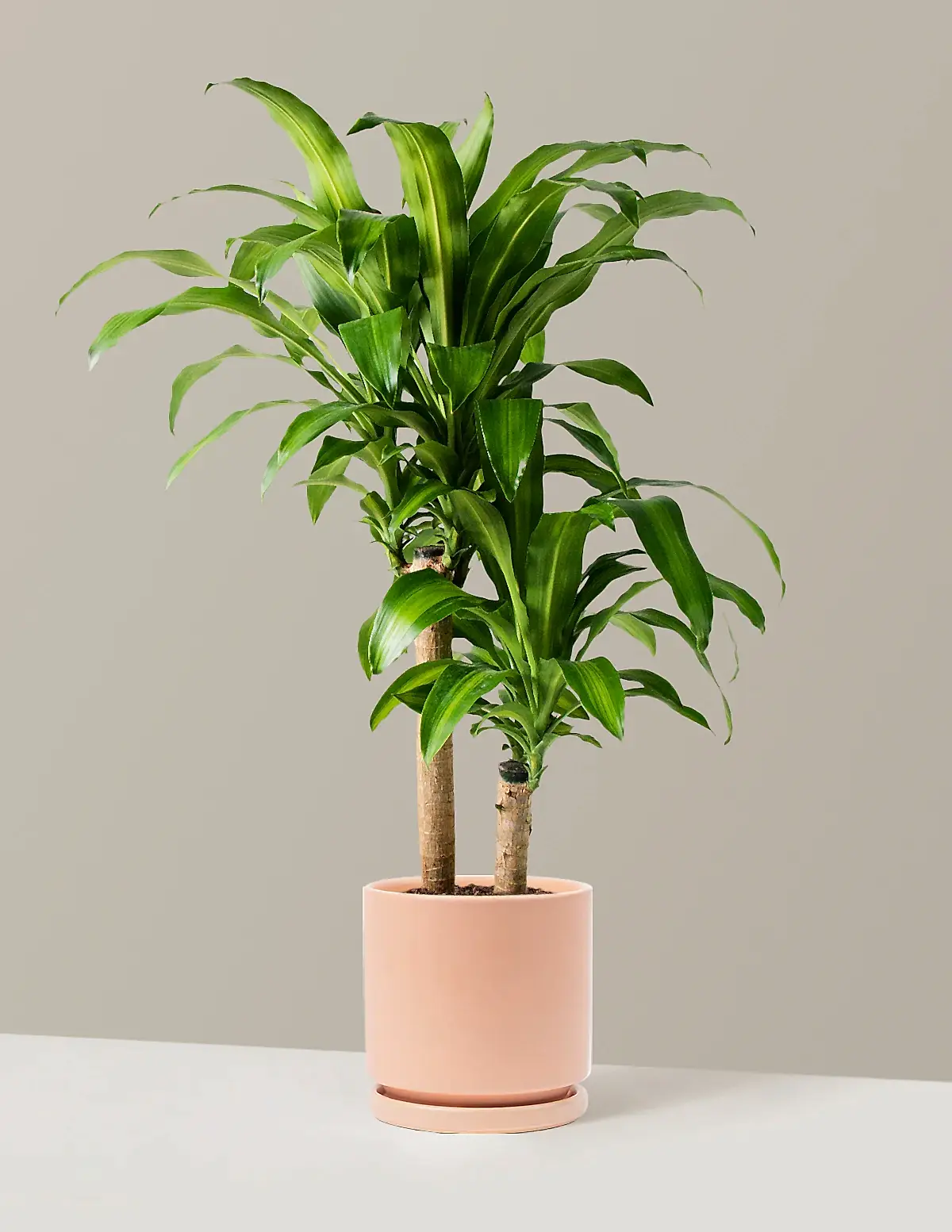 Large Dracaena Mass Cane