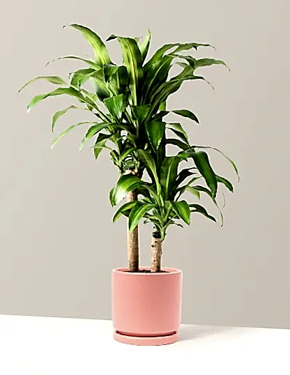 Large Dracaena Mass Cane