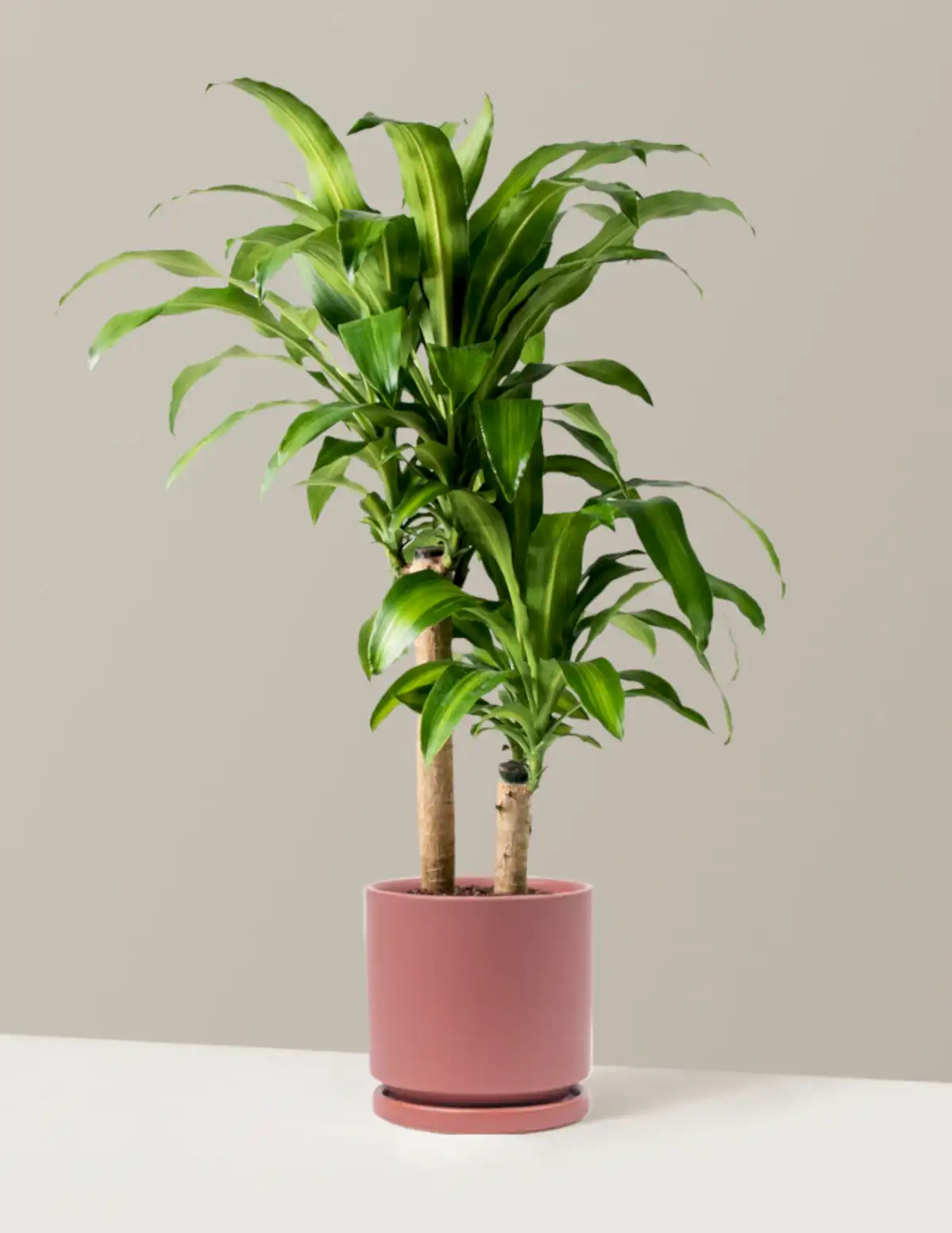 Large Dracaena Mass Cane
