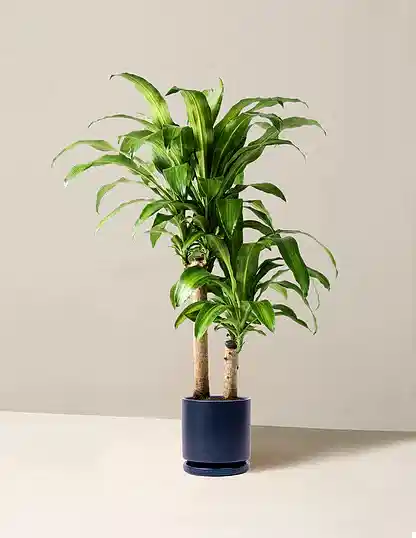 Large Dracaena Mass Cane