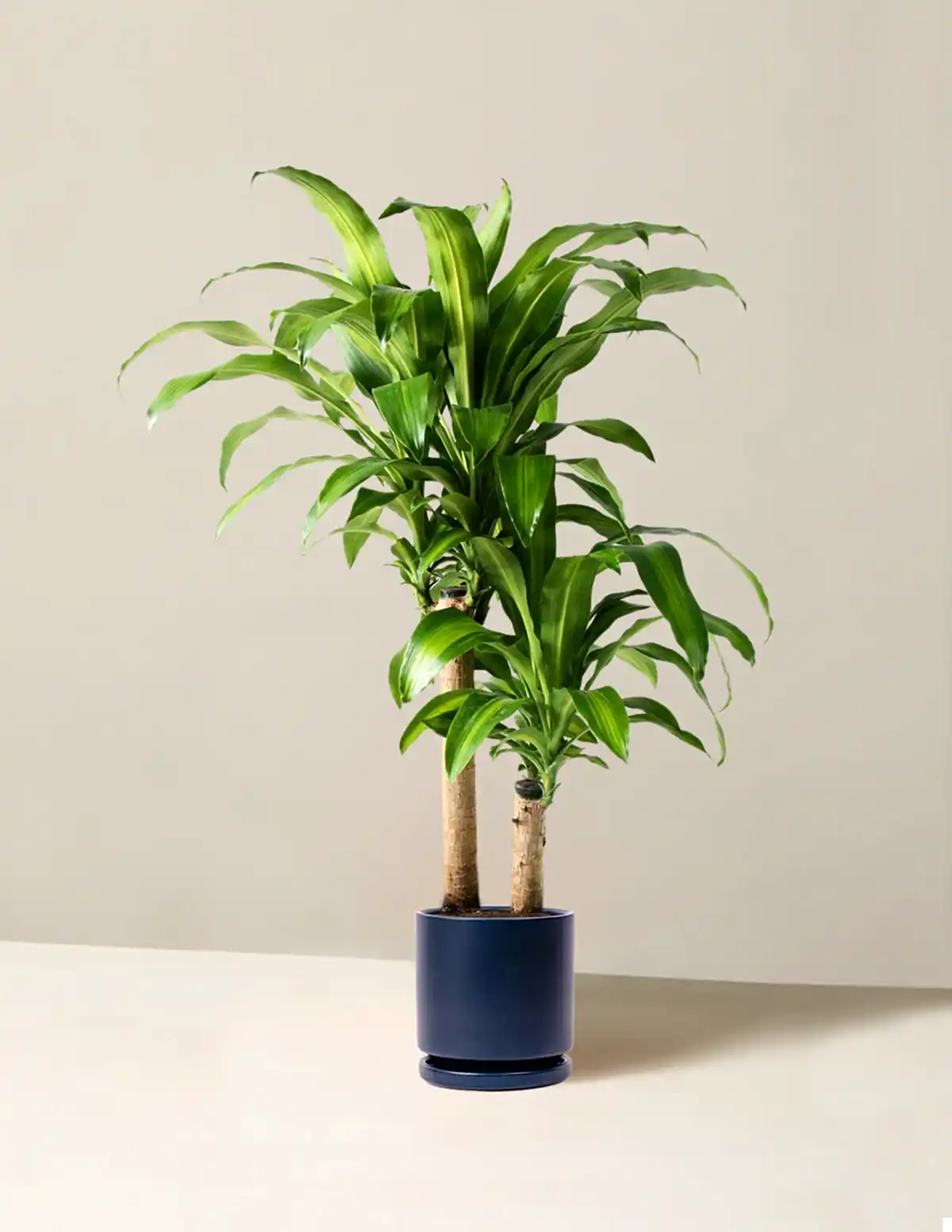 Large Dracaena Mass Cane