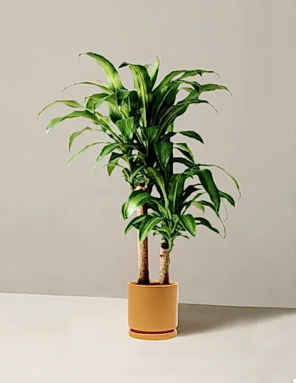 Large Dracaena Mass Cane
