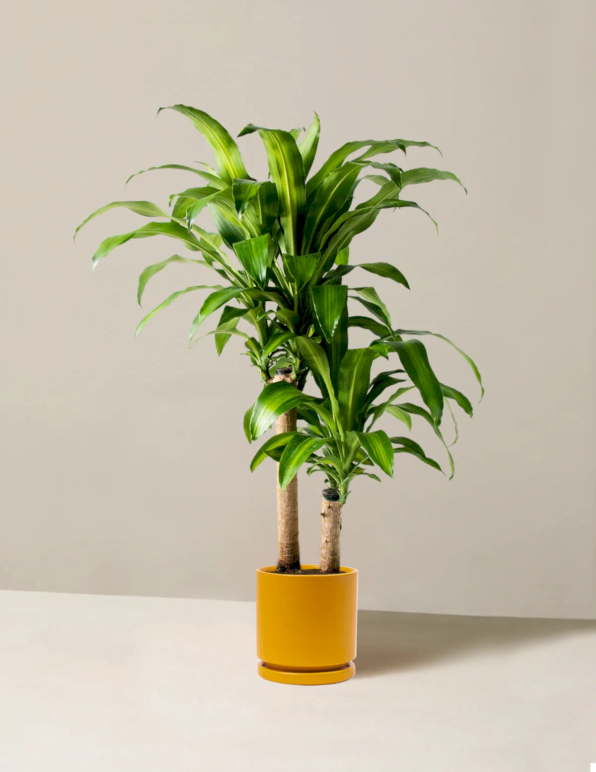 Large Dracaena Mass Cane