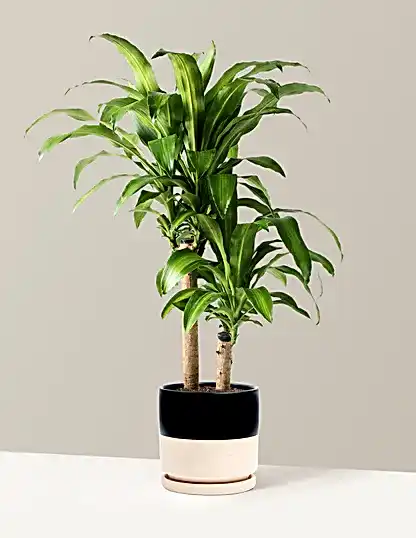 Large Dracaena Mass Cane