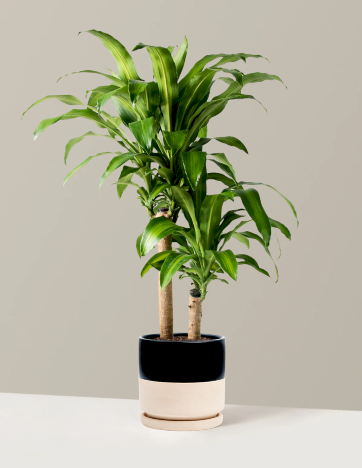 Large Dracaena Mass Cane