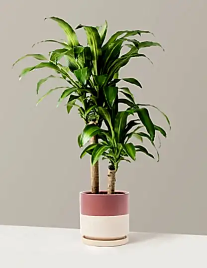 Large Dracaena Mass Cane