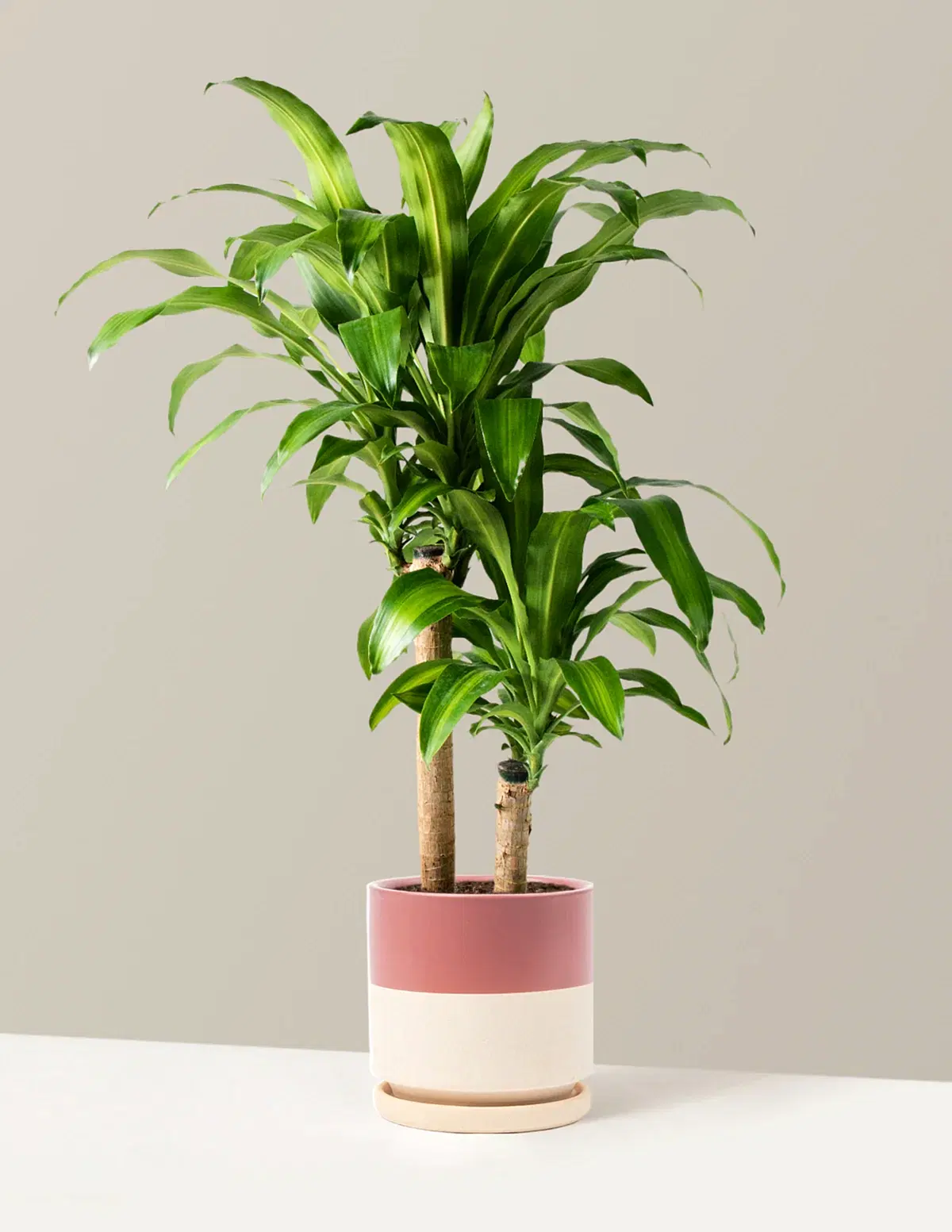 Large Dracaena Mass Cane