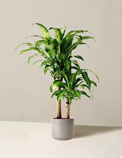 Large Dracaena Mass Cane