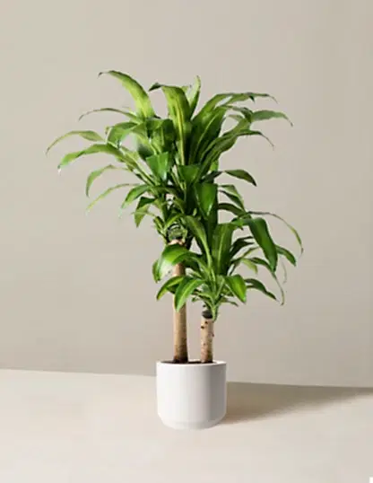Large Dracaena Mass Cane