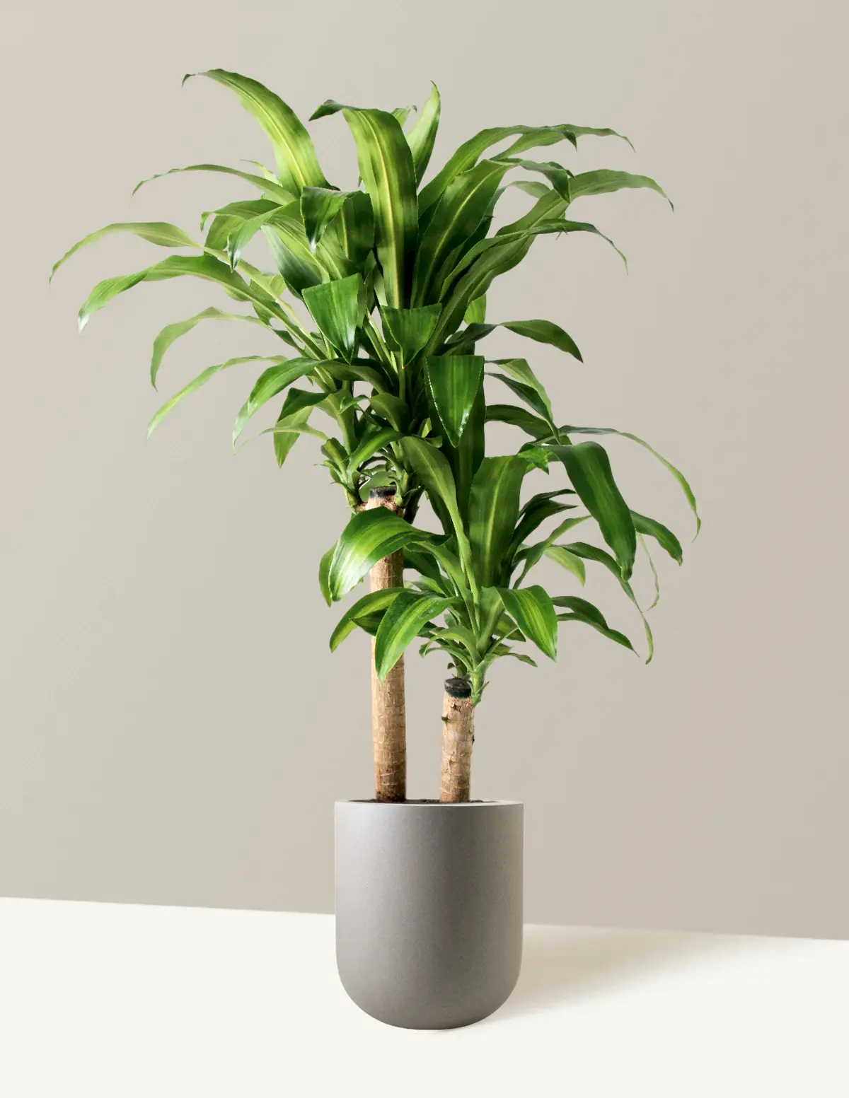 Large Dracaena Mass Cane