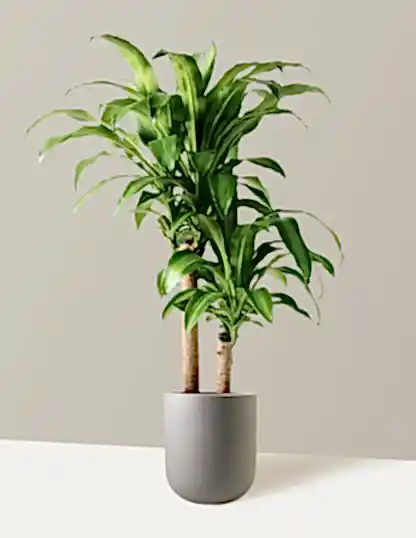 Large Dracaena Mass Cane