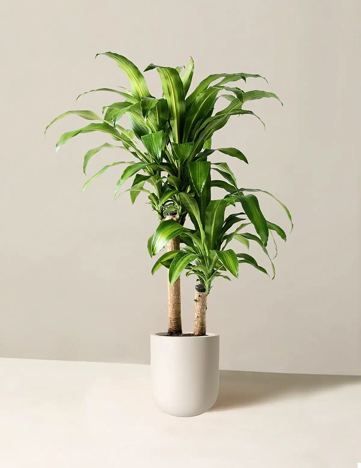 Large Dracaena Mass Cane
