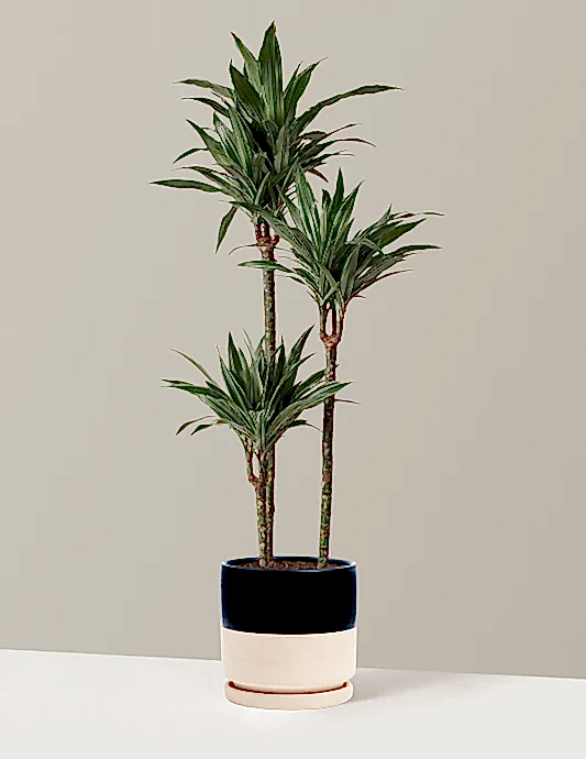 Large Dracaena Warneckii
