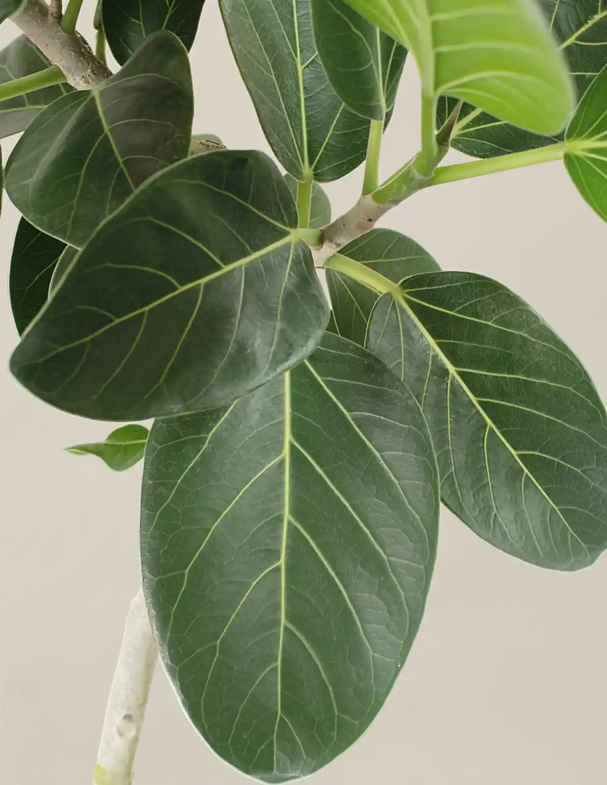 Ficus Audrey Bush