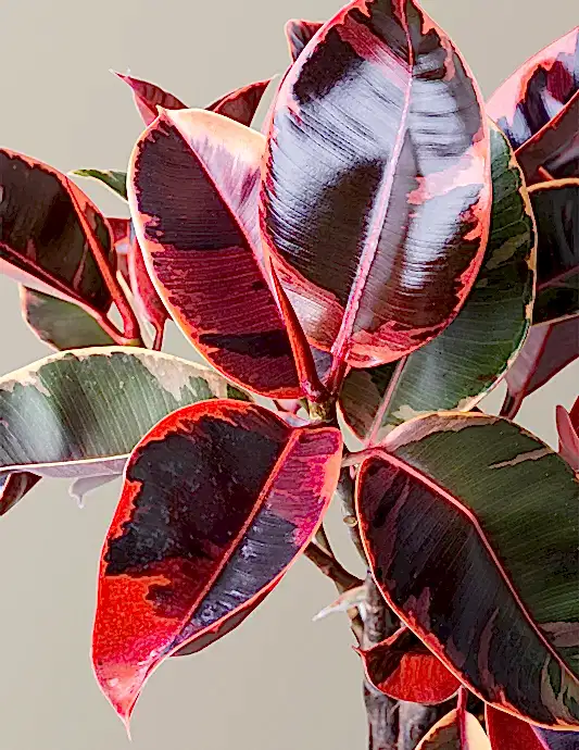 Ficus Ruby