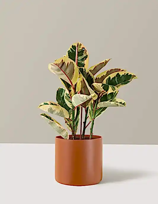 Ficus Tineke