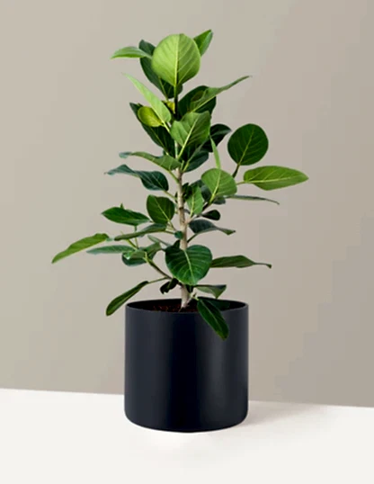 Ficus Audrey Bush